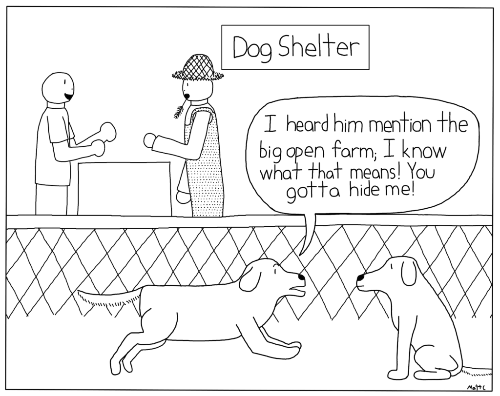 Dog Hide From Farm